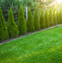 Thuja Smaragd 180-200 cm, RB, Kvalitet: Landscape Quality
