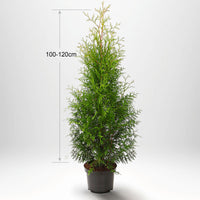 Thuja Occ Brabant 100-120 cm, Kruk 5 L, Kvalitet: Standard