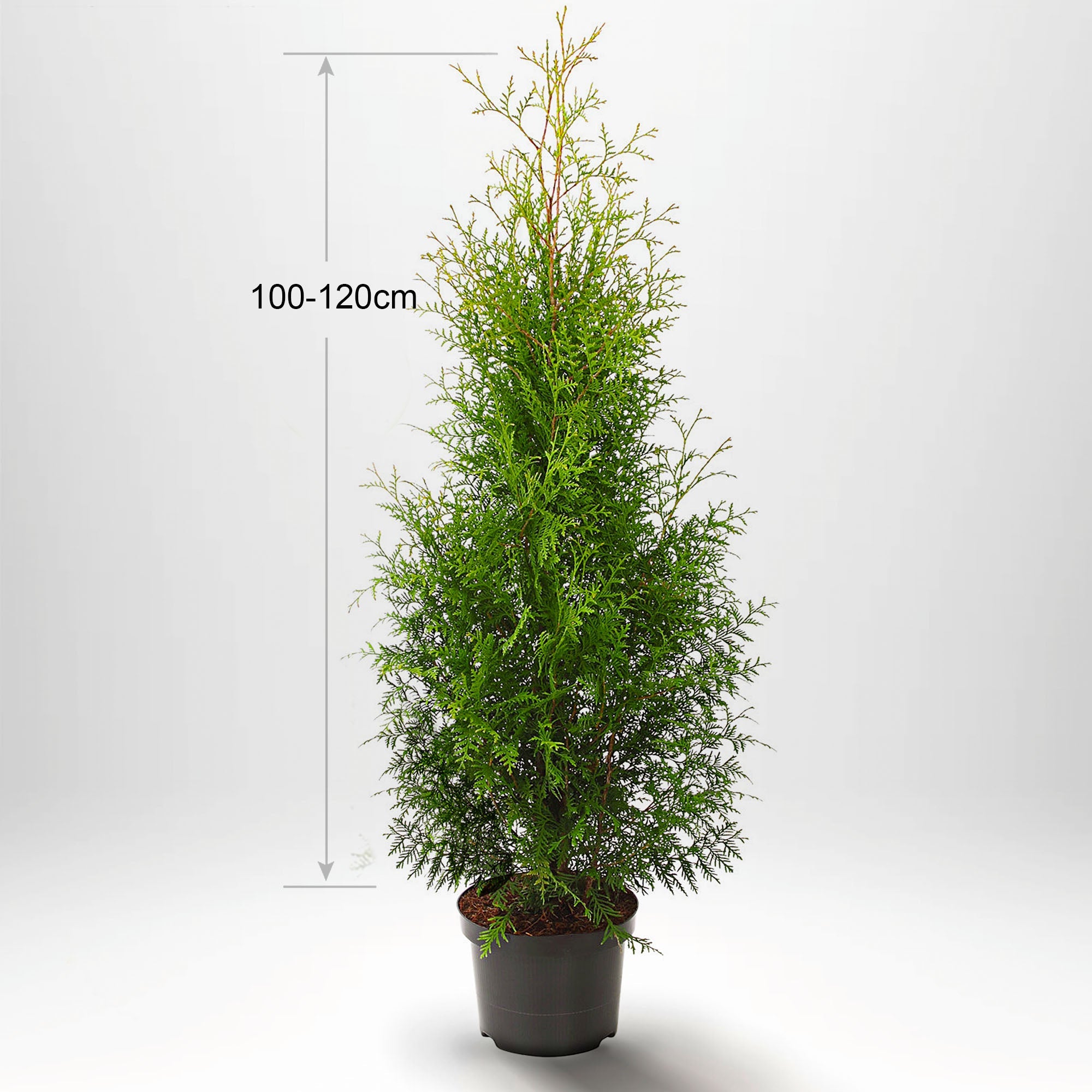 Thuja Occ Brabant 100-120 cm, Pottedyrket 5 L, Kvalitet: Standard