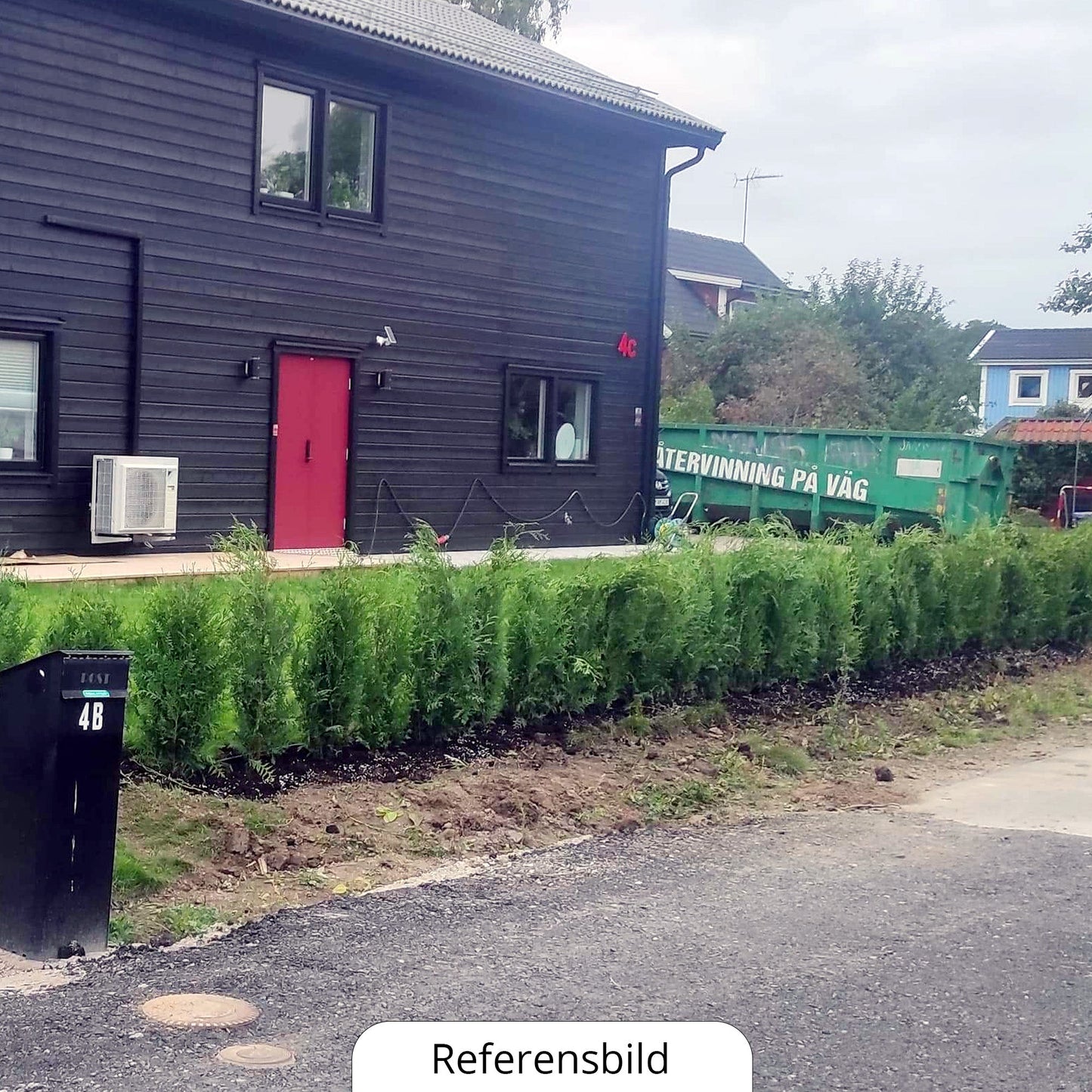 Thuja Occ Brabant 100-120 cm, Kruk 5 L, Kvalitet: Standard