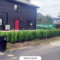 Thuja Occ Brabant 100-120 cm, Kruk 5 L, Kvalitet: Standard