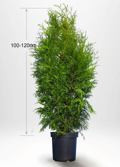 Thuja Brabant, 100-120+ cm, krukväxt 3-5 L, Kvalitet: Landskap Q
