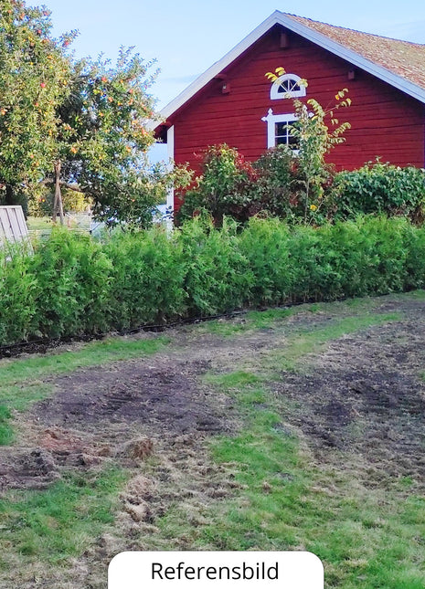 Thuja Brabant, 100-120+ cm, krukväxt 3-5 L, Kvalitet: Landskap Q