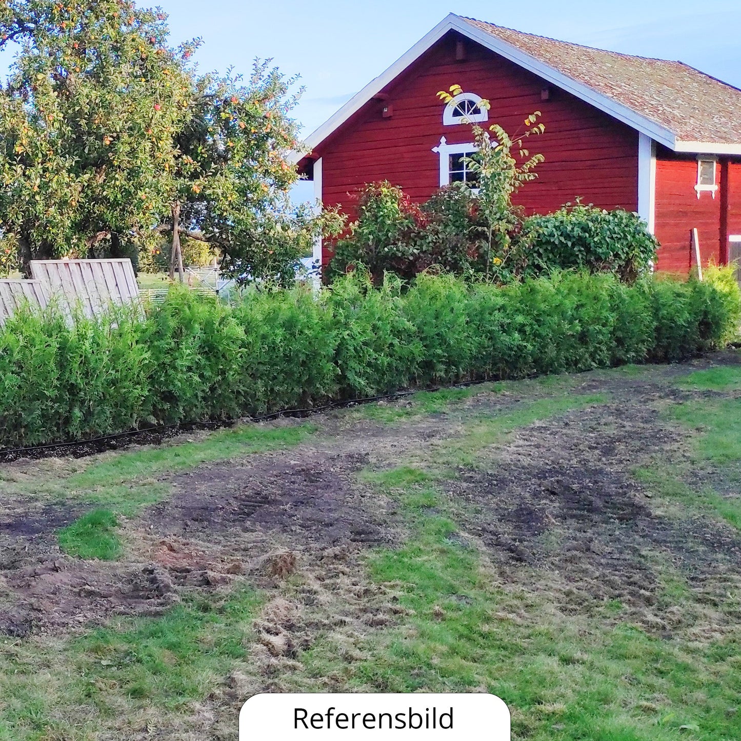 Thuja Brabant, 100-120+ cm, krukväxt 3-5 L, Kvalitet: Landskap Q