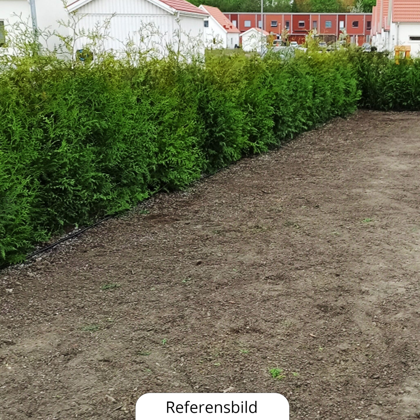 Thuja Brabant, 120-140 cm, krukväxt 5-10 L, Kvalitet: Landskap Q