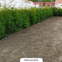Thuja Brabant, 120-140 cm, krukväxt 5-10 L, Kvalitet: Landskap Q