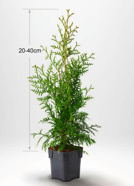 Thuja Brabant 20-40cm, Potted P9, Kvalitet: Standard
