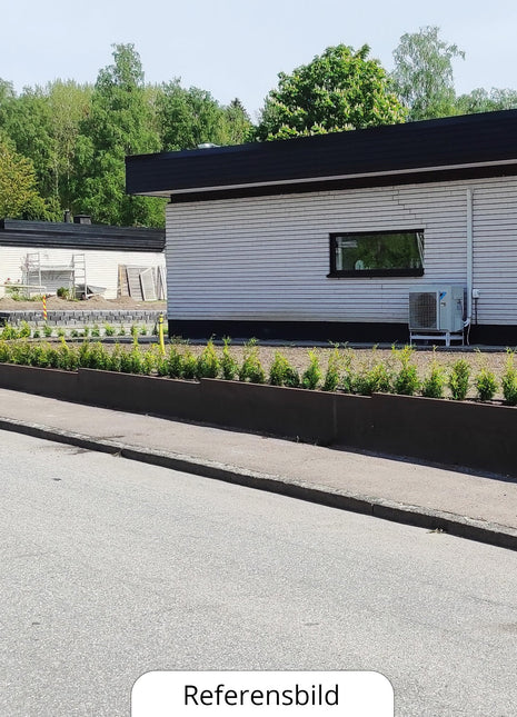 Thuja Brabant 20-40cm, Potted P9, Kvalitet: Standard