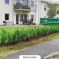 Thuja Occ Brabant 40/60 cm, Pottedyrket Co 2, Kvalitet: Standard