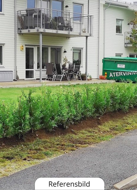 Thuja Occ Brabant 80/100 cm, Potted Co 3-5, Kvalitet: Standard
