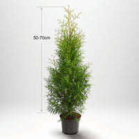 Thuja Occ Brabant 40/60 cm, Pottedyrket Co 2, Kvalitet: Standard