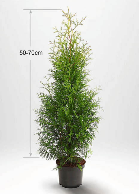 Thuja Occ Brabant 80/100 cm, Potted Co 3-5, Kvalitet: Standard