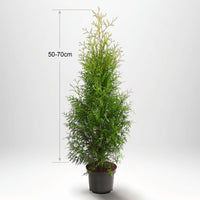 Thuja Occ Brabant 80/100 cm, Potted Co 3-5, Kvalitet: Standard
