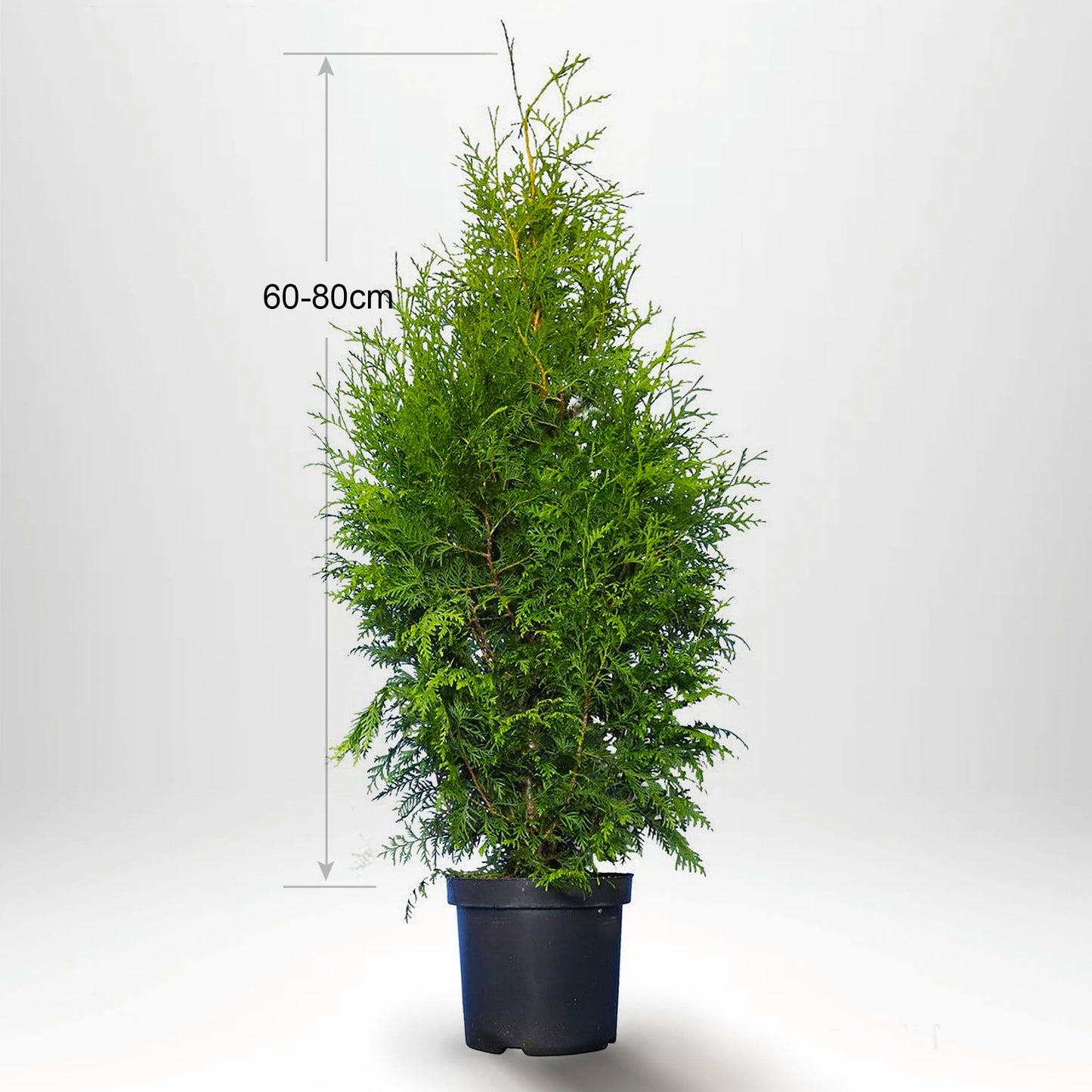 Thuja Brabant 60-80+ cm, Krukad 3 L, Kvalitet: Landskap Q