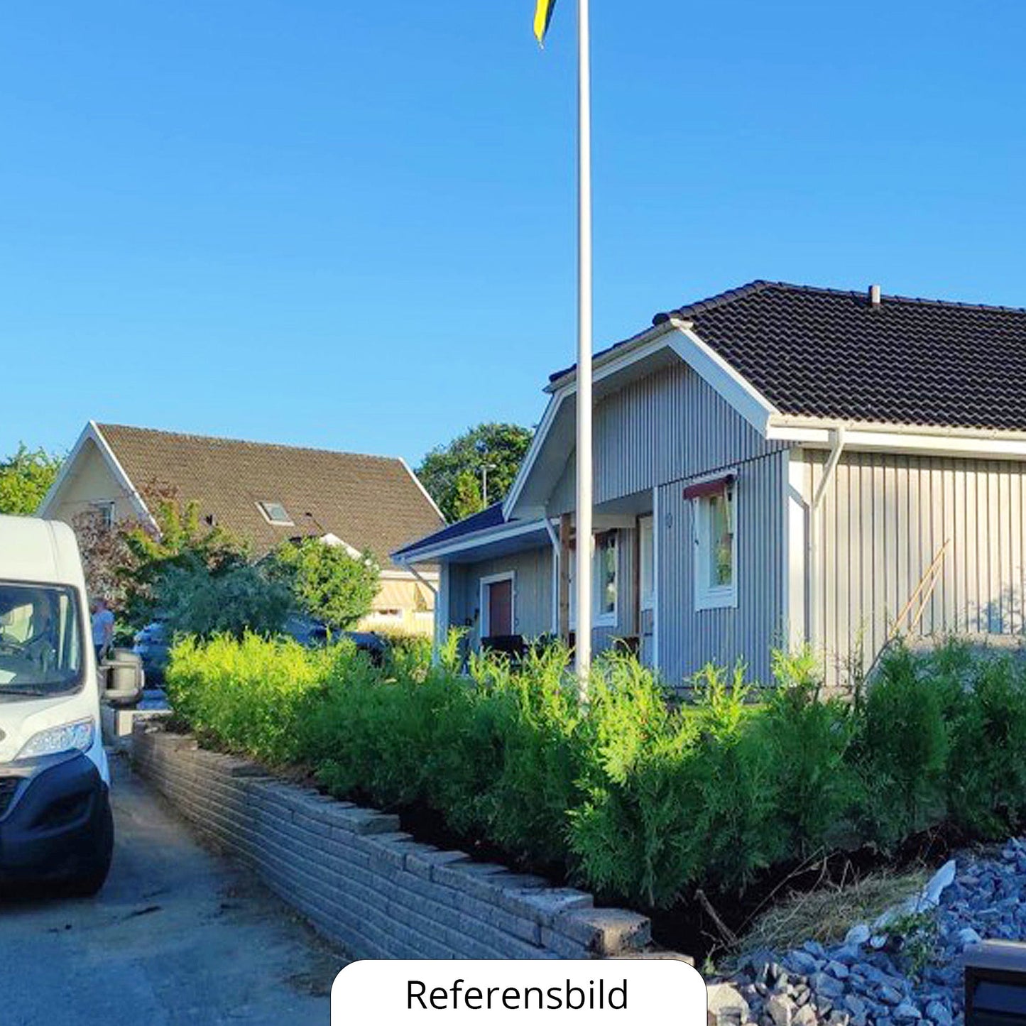 Thuja Brabant 60-80+ cm, Krukad 3 L, Kvalitet: Landskap Q