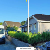 Thuja Brabant 60-80+ cm, Krukad 3 L, Kvalitet: Landskap Q