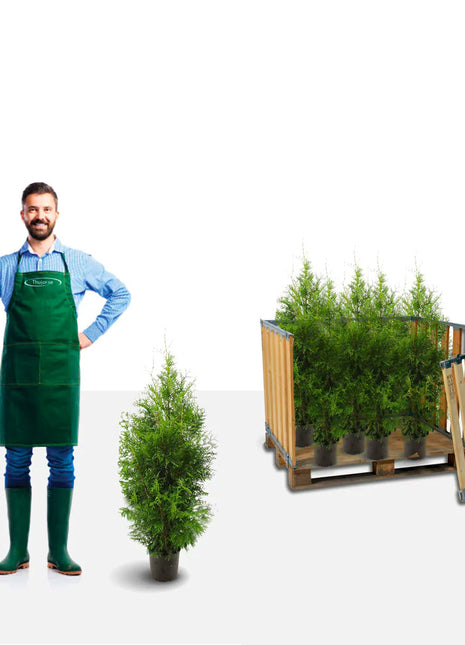 Thuja Brabant 60-80 cm, Potted Co 3, Landscape Q
