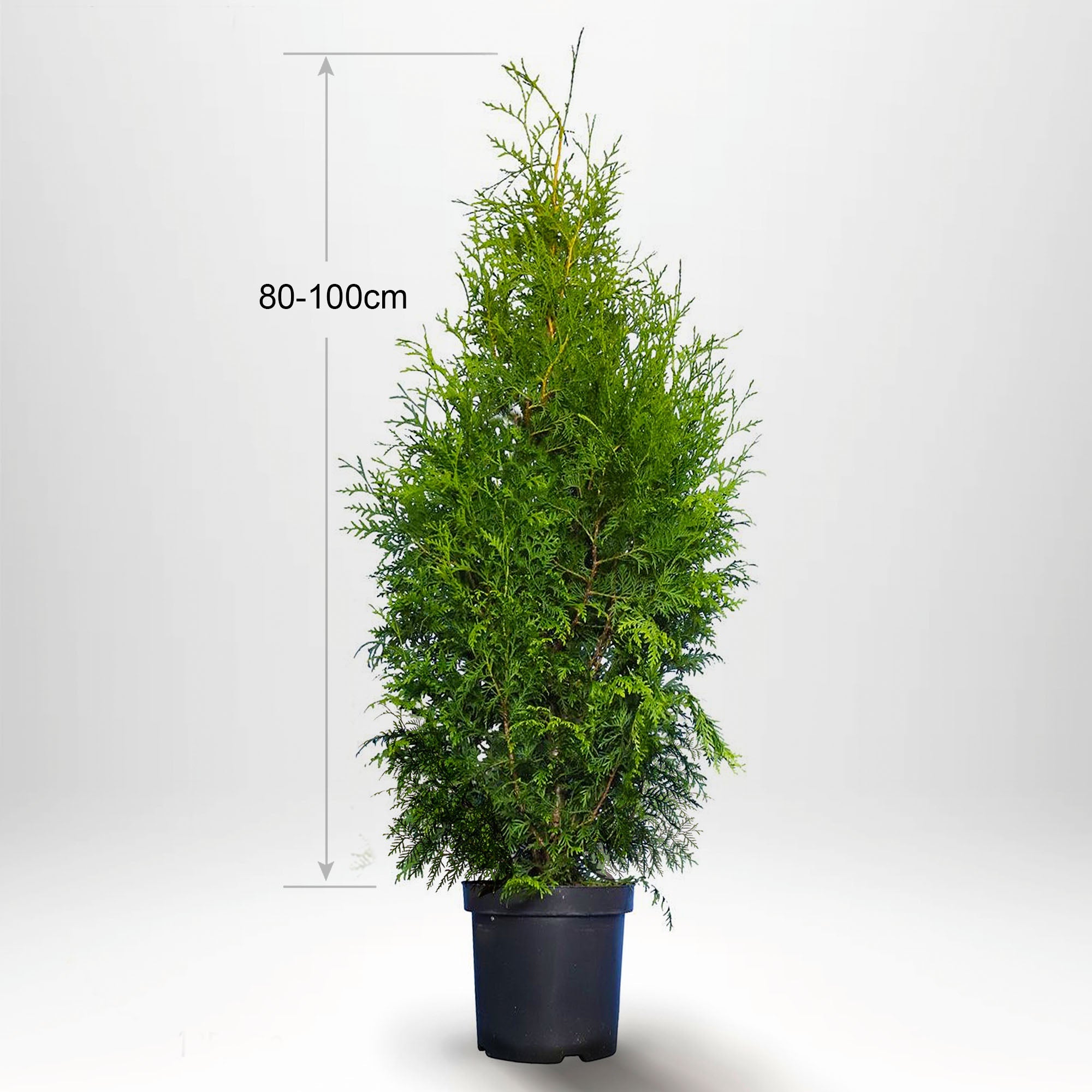 Thuja Brabant 80-100+ cm, Krukad 3 L, Kvalitet: Landskap Q