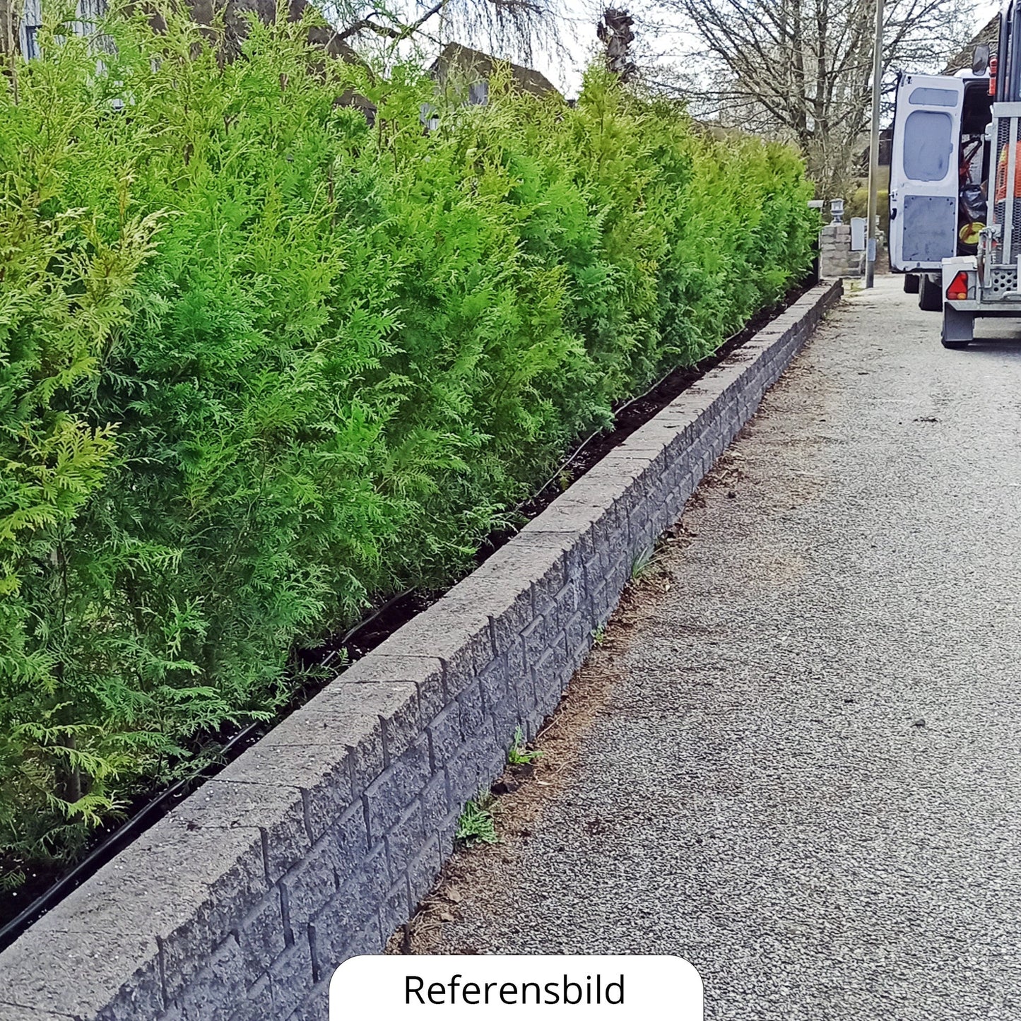 Thuja Brabant 80-100+ cm, Krukad 3 L, Kvalitet: Landskap Q
