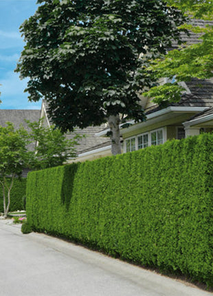 Thuja Brabant 180-200 cm, RB, Kvalitet: Landscape Quality
