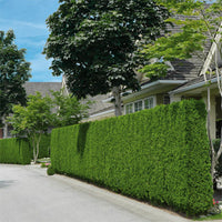 Thuja Brabant 160-180 cm, RB, Kvalitet: Landskapskvalitet 