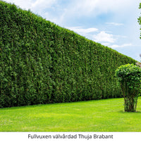 Thuja Brabant 180-200 cm Rotklump - Landskap Q