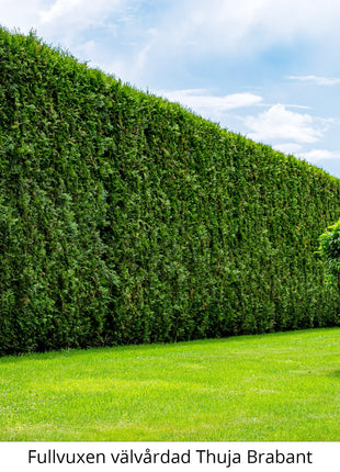 Thuja Brabant 100-120 cm Potted Co 5 - Landscape Q 