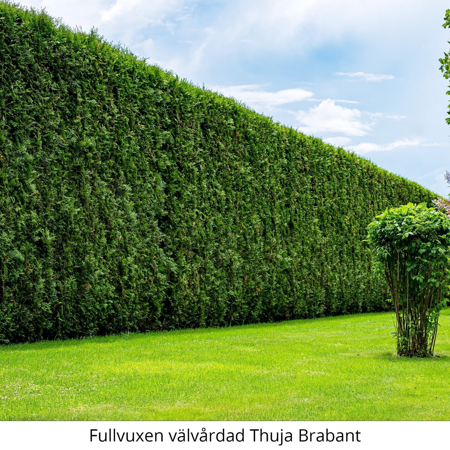 Thuja Brabant 160-180 cm Rotklump - Landskap Q 