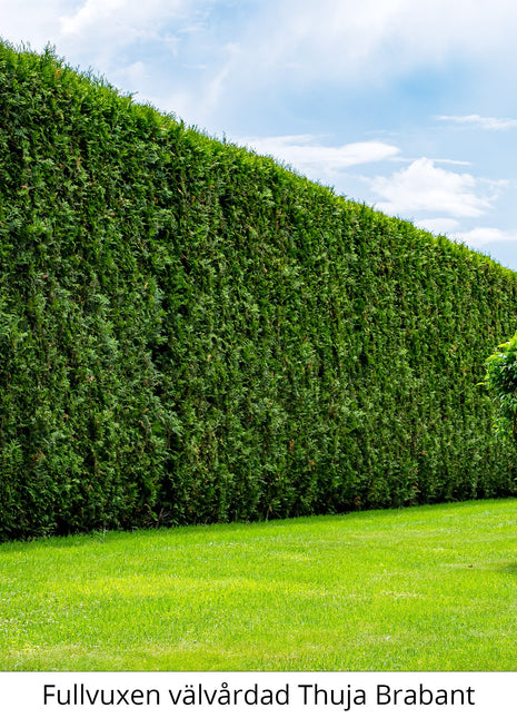 Thuja Brabant, 140-160 cm, Potted Co 12 - Landscape Q 
