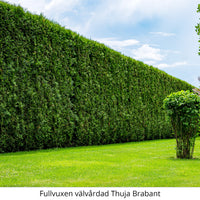 Thuja Brabant 180-200 cm, Potted Co 12 - Landscape Q