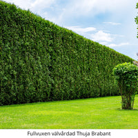 Thuja Brabant 160-180 cm Potted Co 12 - Landscape Q