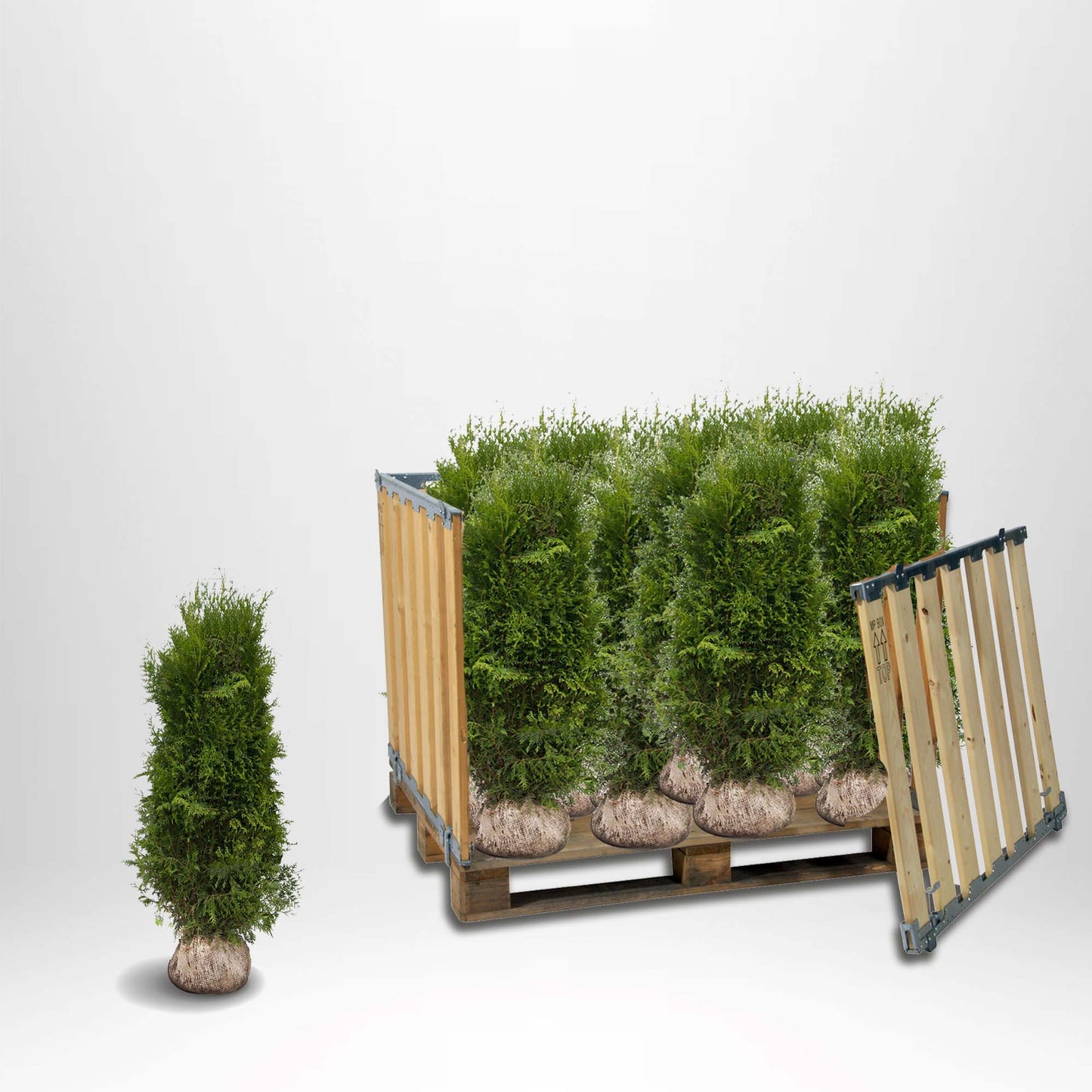 Thuja Brabant, 120-140 cm, Rotklump - Landscape Q 
