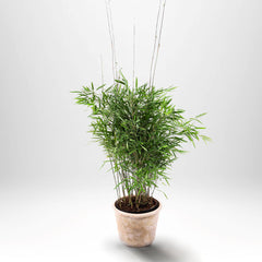 Collection image for: Bambus