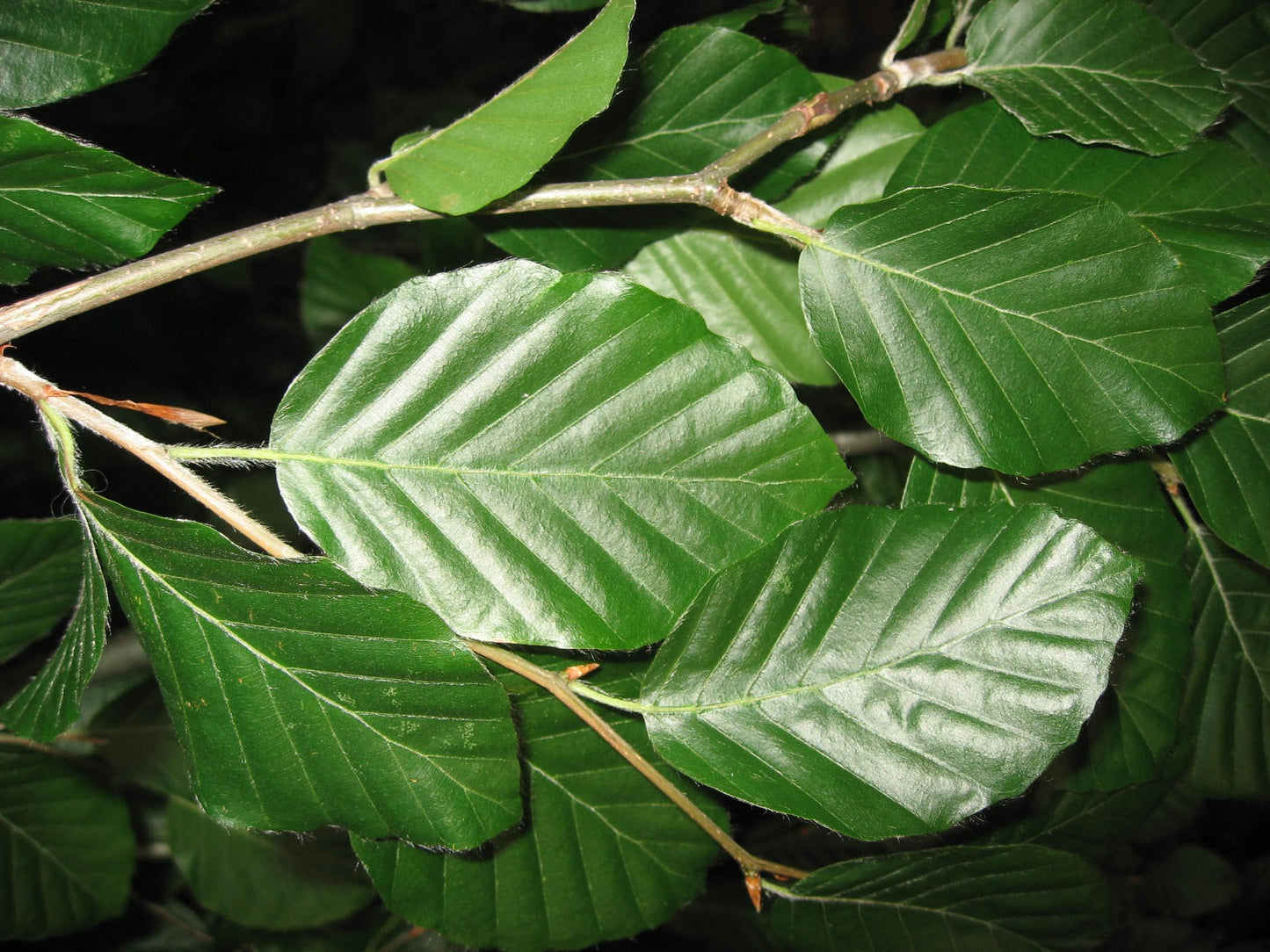 Bok, krukväxt, 70-100 cm med stöd, Co 2-3 