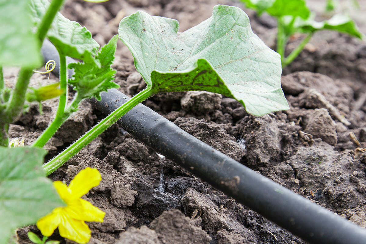 Ecoplant - Startpaket droppslang - Hård slang - 25 meter