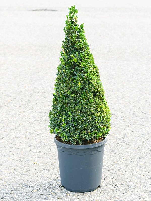 Buxbom, pyramid 40-60 cm - Svedberga Plantskola AB - Köp växter Online med hemleverans.