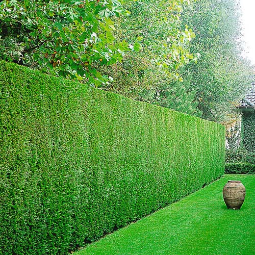 Thuja Brabant 80-100cm, Fraktfri - Helpall - Svedberga Plantskola AB - Köp växter Online med hemleverans.