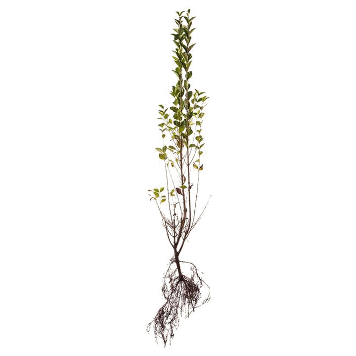 Liguster - Ligustrum Ovalifolium Green Diamond 30-50 cm - BR - 25 pack - Fri frakt