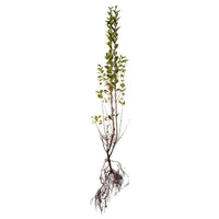 Liguster - Ligustrum Ovalifolium Green Diamond 30-50 cm - BR - 25 pack - Fri frakt