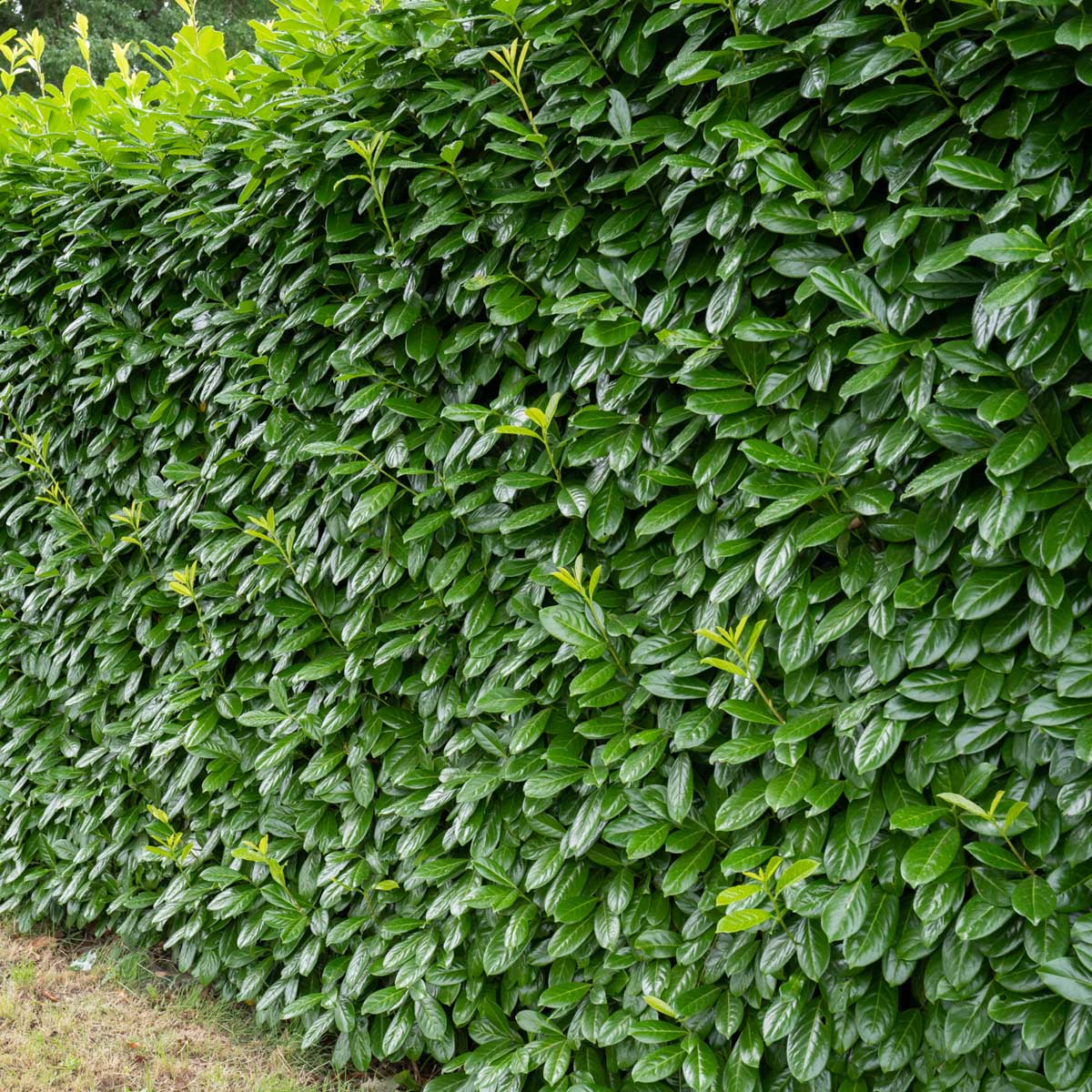 Laurel Novita RB - Prunus laurocerasus - Rotklump