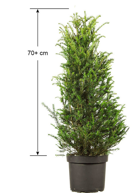 Taxus Hilli 60+ cm, Grytfat 5L