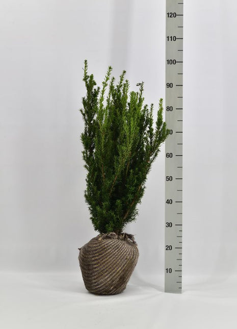 Taxus media 'Rising Star' 60-80, rotklump