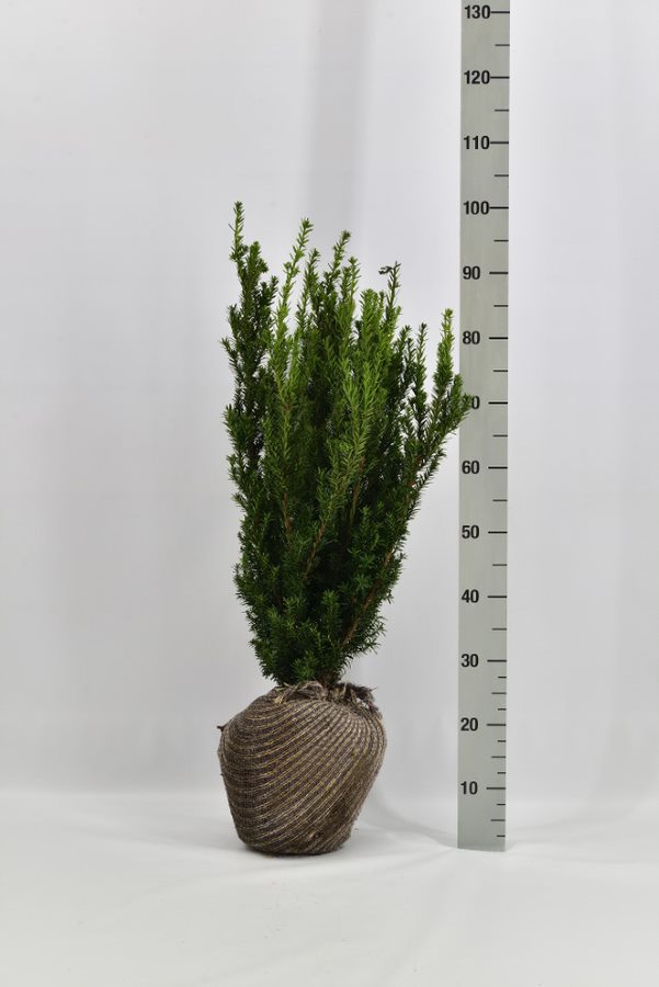 Taxus media 'Rising Star' 60-80, rotklump