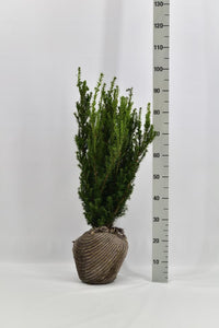 Taxus media 'Rising Star' 60-80, rotklump