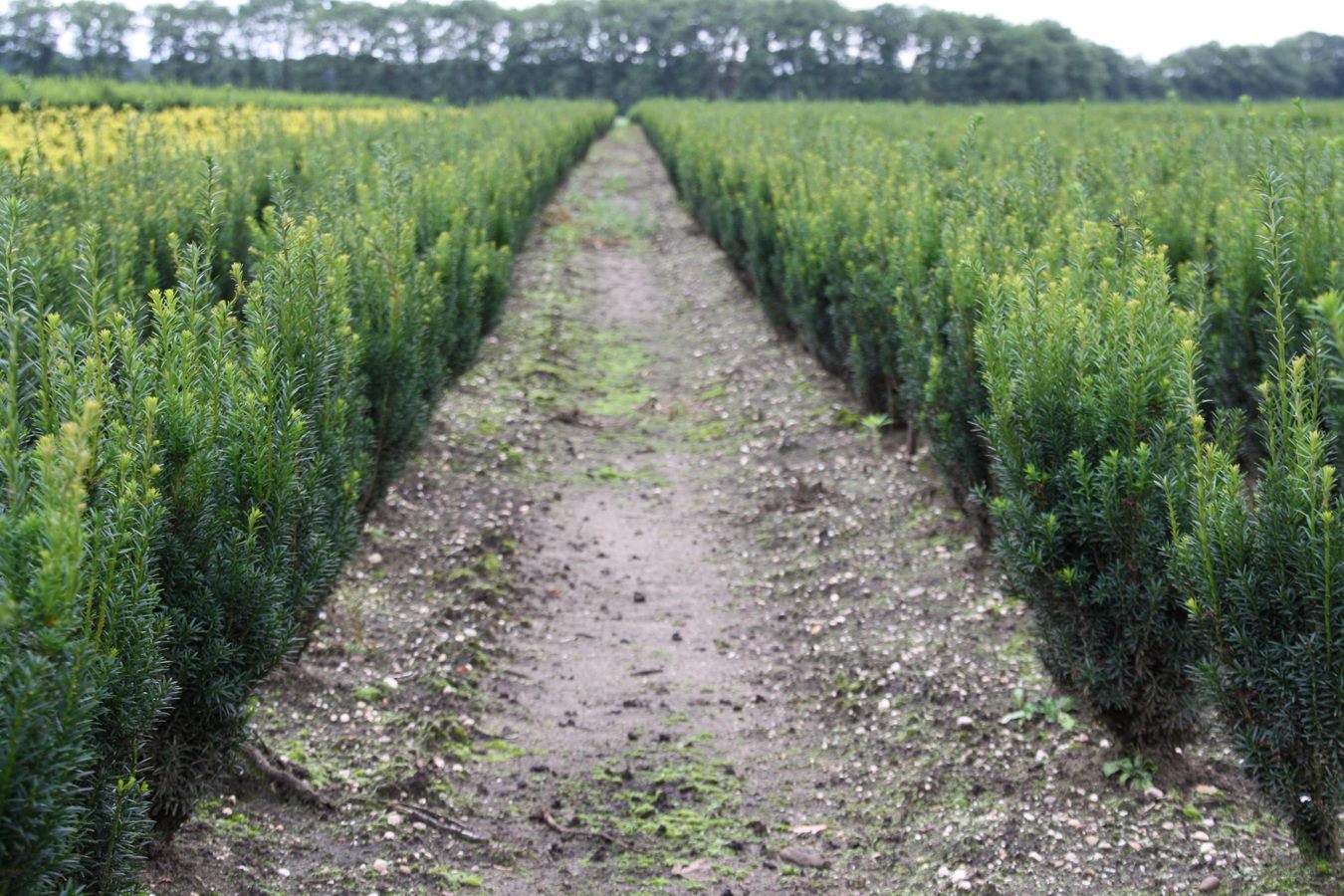 Taxus media 'Rising Star' 60-80, rotklump
