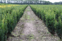 Taxus media 'Rising Star' 60-80, rotklump