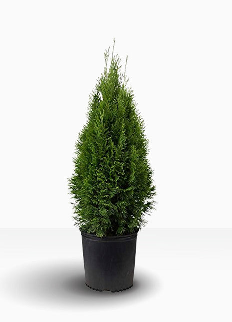 Thuja Fastigiata 60-80 cm, Kruk 3-5L