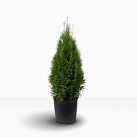 Thuja Fastigiata 40-60 cm, Kruk 5L 